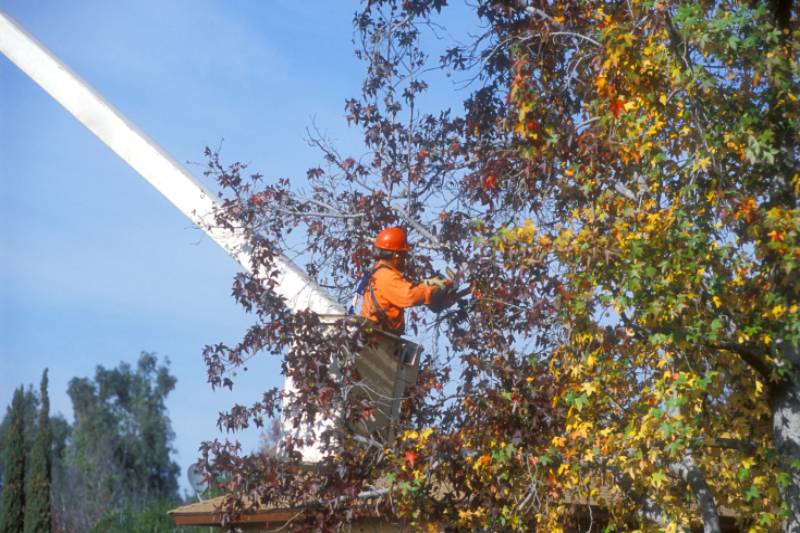 Tree Services